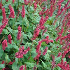 Rdest himalajski 'JS Caliente'